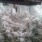 Golosa (Delicious Seeds) Cannabis-Samen zu verkaufen