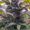 Zombie Death Fuck Cannabis-Samen Kaufen