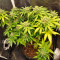 Orange Sherbet Auto Cannabis-Samen Kaufen
