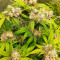 Blueberry OG Cannabis-Samen Kaufen