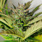 Sweet Skunk Auto (Sweet Seeds) Cannabis-Samen zu verkaufen