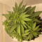 Kaufe Runtz Punch Samen feminisiert von Herbies Seeds