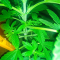 Kaufe Mimosa x Orange Punch Samen feminisiert von Barney's Farm