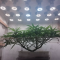 Kaufe Mimosa x Orange Punch Samen feminisiert von Barney's Farm