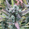 Ztrawberriez Auto (Fast Buds) Cannabis-Samen zu verkaufen