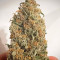 GG4 Sherbet Fast Flowering Cannabis-Samen Kaufen
