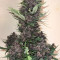 Purple Lemonade Auto Cannabis-Samen Kaufen