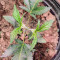 Royal Moby (RQS) Cannabis-Samen