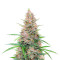 Sour Jealousy Auto feminisierte Samen (Fast Buds)