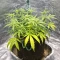 Banana Jealousy Auto RF3 (Ethos Genetics)