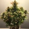 Caramella Auto (Expert Seeds)