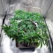 Cherry Pie Auto feminisierte Samen (Royal Queen Seeds)