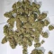 Fugue State Auto (Mephisto Genetics) Cannabis-Samen