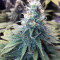 GG#4 Original Glue feminisierte Samen (Original Sensible Seeds)