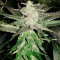 Girl Scout Cookies feminisierte Samen (Garden of Green)