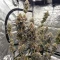 Godzilla Jealousy (Herbies Seeds)