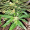 Gorilla Auto (GG#4 Original Glue Auto) (Expert Seeds) Cannabis-Samen