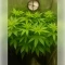 Northern Light Automatic (RQS) Cannabis-Samen