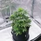NYC Sour D Auto (Tyson S) (Royal Queen Seeds)