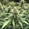 OG Critical (Emerald Triangle Seeds) Cannabis-Samen
