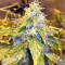 Pure Kush (Original Sensible Seeds) Cannabis-Samen