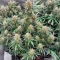 Skywalker Autoflower feminisierte Samen (Seedkeepers)
