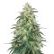 Sweet CBD Auto (Auto Seeds) Cannabis-Samen