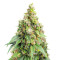 Sweet Zombie (Expert Seeds) Cannabis-Samen