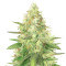 Strawberry Cough (Dutch Passion) Cannabis-Samen