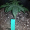 K.O Crop Auto (Cream of the Crop Seeds) Cannabis-Samen