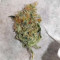 Runtz Gum strain