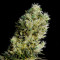 Amnesia Bilbo Auto (Genehtik Seeds) Cannabis-Samen