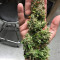 Jack-Matic Auto (Blackskull Seeds) Cannabis-Samen