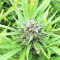 BCN Critical XXL