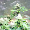 Black Destroyer (Original Sensible Seeds) Cannabis-Samen