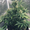 CBD Auto Compassion Lime (Dutch Passion) Cannabis-Samen