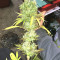 Californian Orange (Dutch Passion) Cannabis-Samen