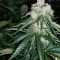 Critical Kush regular (Barney's Farm) Cannabis-Samen