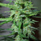 Goxuak Auto (Genehtik Seeds) Cannabis-Samen