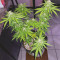 Hindu Kush (Sensi Seeds) Cannabis-Samen