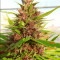 Malawi x PCK (Ace Seeds) Cannabis-Samen