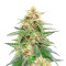 Classic Auto Mix feminisierte Samen (Herbies Seeds)