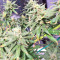 Pakistan Chitral Kush Standard (Ace Seeds) Cannabis-Samen