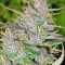 Panama regular (Ace Seeds) Cannabis-Samen