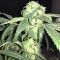 Peyote Purple Regular (CannaBioGen) Cannabis-Samen