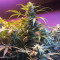 Sour Crack Auto (Mephisto Genetics) Cannabis-Samen