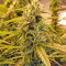 Sour Hound F2 Auto (Mephisto Genetics) Cannabis-Samen