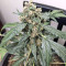 Super Auto Lemon Haze (Original Sensible Seeds) Cannabis-Samen