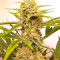 Triangle Kush Auto (Mephisto Genetics) Cannabis-Samen