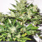 White Haze Automatic (White Label) Cannabis-Samen